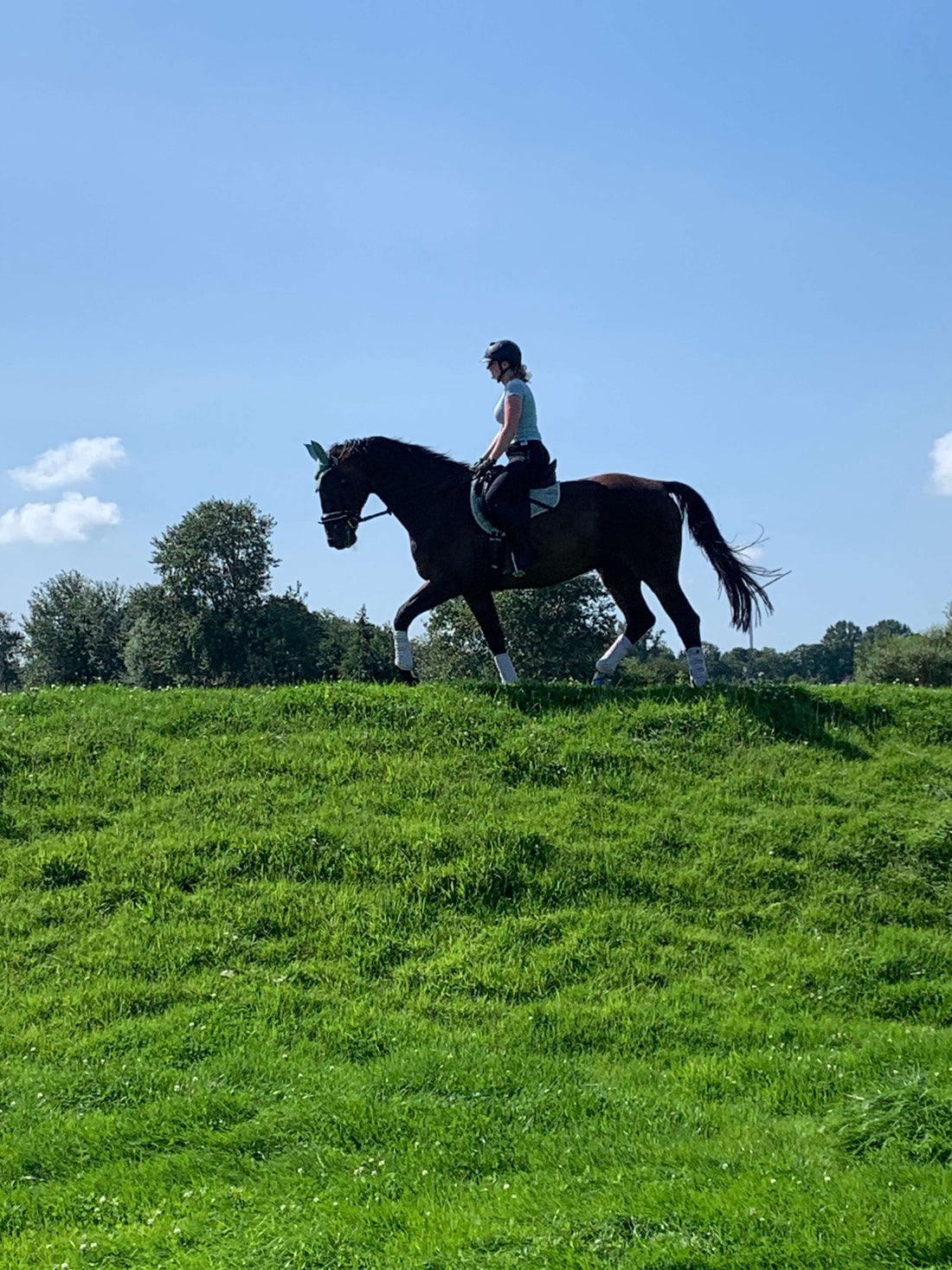 Pferd und Reiter im Trab auf einem Deich bei Sonnenschein