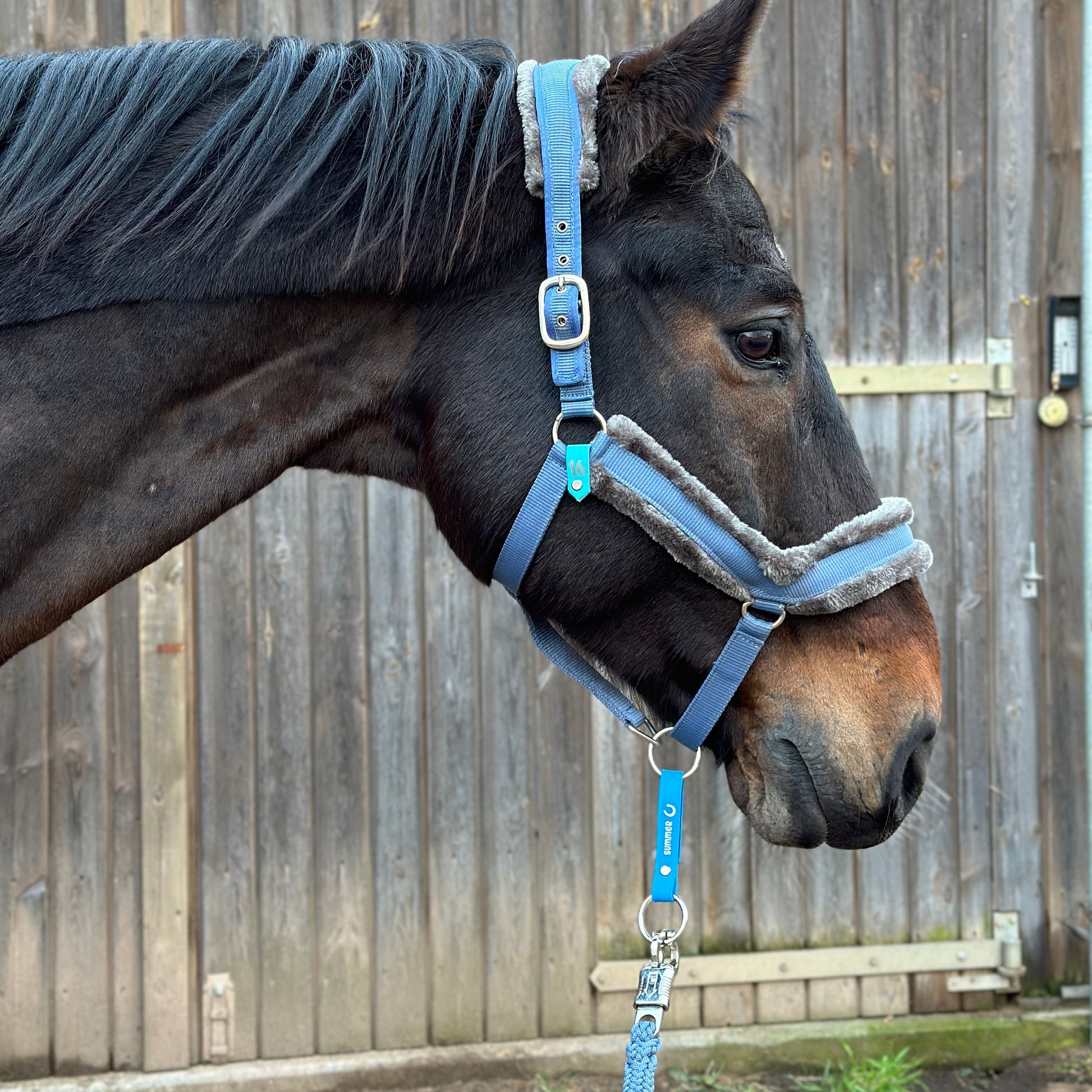Nahaufnahme eines dunkelbraunen Pferdes, das ein blaues Halfter mit Vlieseinlage und die StallSchätze Sicherheitsschlaufe für Halfter trägt und vor einem Holzzaun steht.