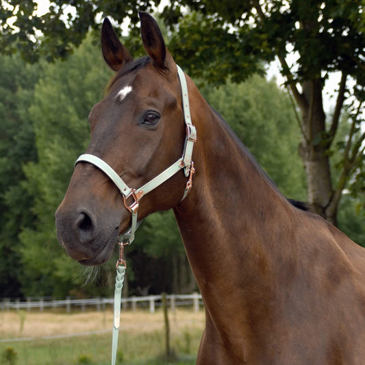 Ein braunes Pferd mit einer weißen Stirnmarkierung steht im Freien in der Nähe von Bäumen und einer eingezäunten Grasfläche und trägt die StallSchätze Führstrick geflochten - Salbei/Roségold.