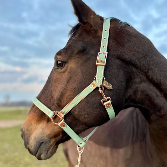 Ein braunes Pferd, das ein StallSchätze Deluxe Biothane-Halfter in Salbei/Rosegold trägt, steht im Freien, nach links blickend, mit einem grasbewachsenen Feld und einem bewölkten Abendhimmel im Hintergrund.