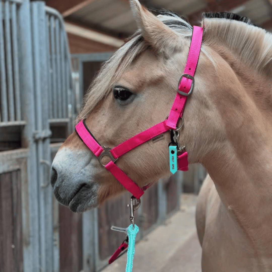 Ein hellbraunes Pferd mit blonder Mähne steht in einem Stall und trägt ein hellrosa Halfter mit der StallSchätze Personalisierter Anhänger Halfter- & Strick-Beschriftung in Petrol und einem hellblauen Führstrick daran.