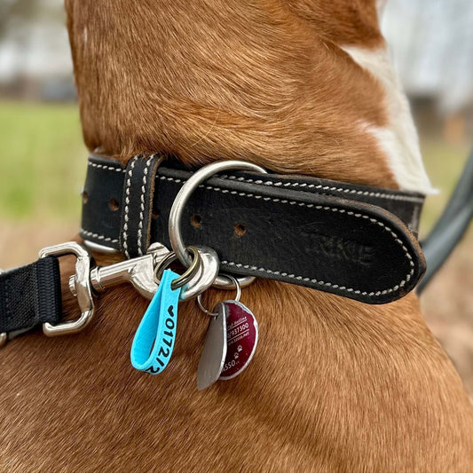 Eine Nahaufnahme zeigt einen Hund, der eine StallSchätze Hunde-Notfallmarke (blau, schlüsselförmig) zusammen mit einer roten runden Marke an seinem schwarzen Biothane-Halsband trägt, angeleint; der Hund schaut von der Kamera weg.