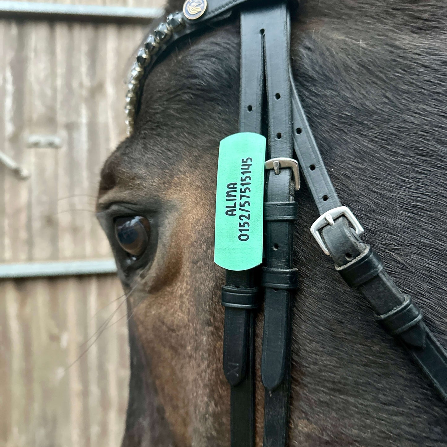 Nahaufnahme eines Pferdekopfes mit StallSchätze BridleBadge - Trensenbeschriftung mit Name "Alina" und Notfallnummer am Zaumzeug. Im Hintergrund ein sanft verschwommener Holzzaun - ideal für die Sicherheit beim Ausreiten.