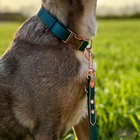 Nahaufnahme eines Hundes, der im Freien im Gras sitzt und die StallSchätze Hundeleine aus Biothane mit roségoldenen Applikationen trägt. Der Kopf des Hundes ist von der Kamera abgewandt, sein Körper ist teilweise sichtbar.
