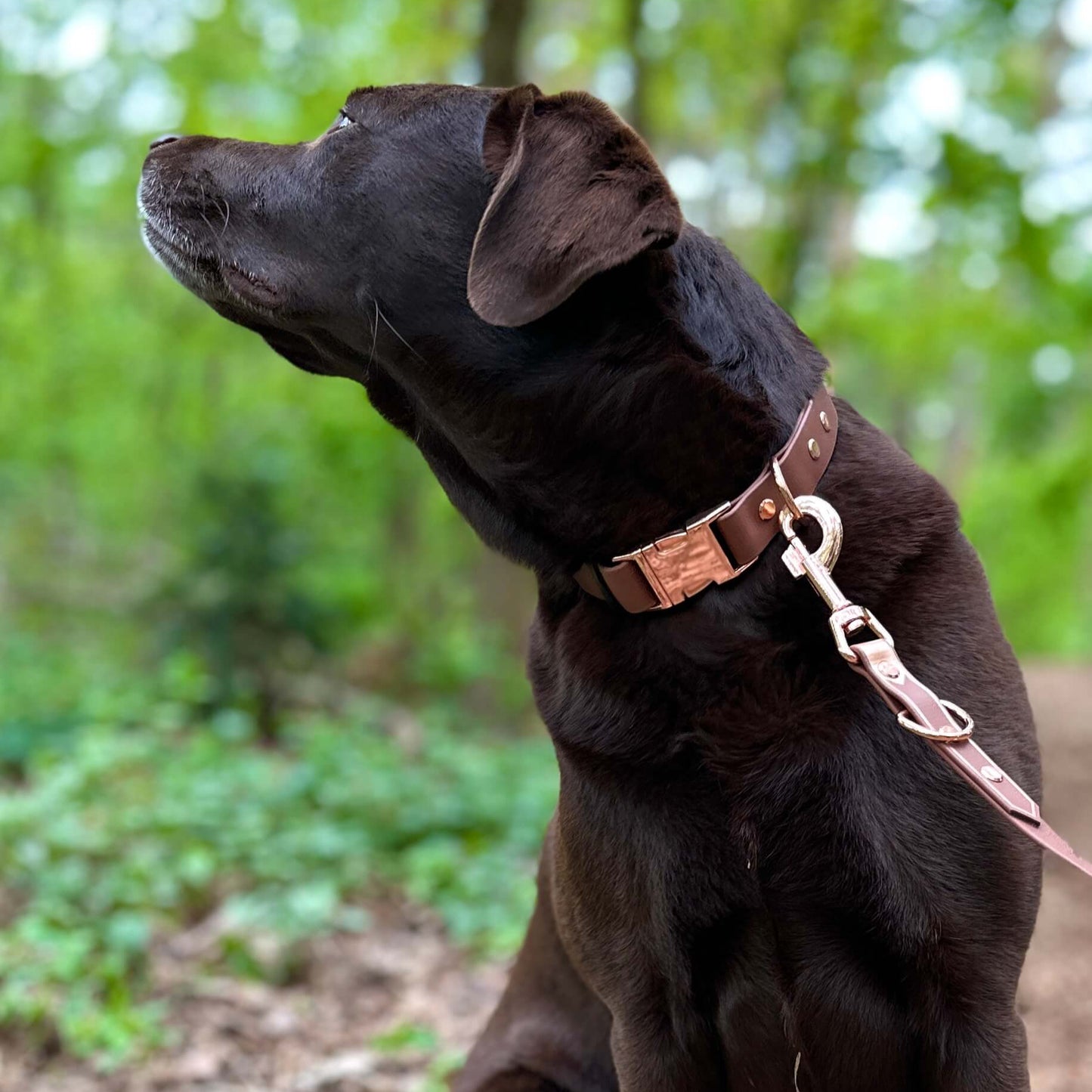 Hundehalsband aus Biothane mit roségoldenen Beschlägen