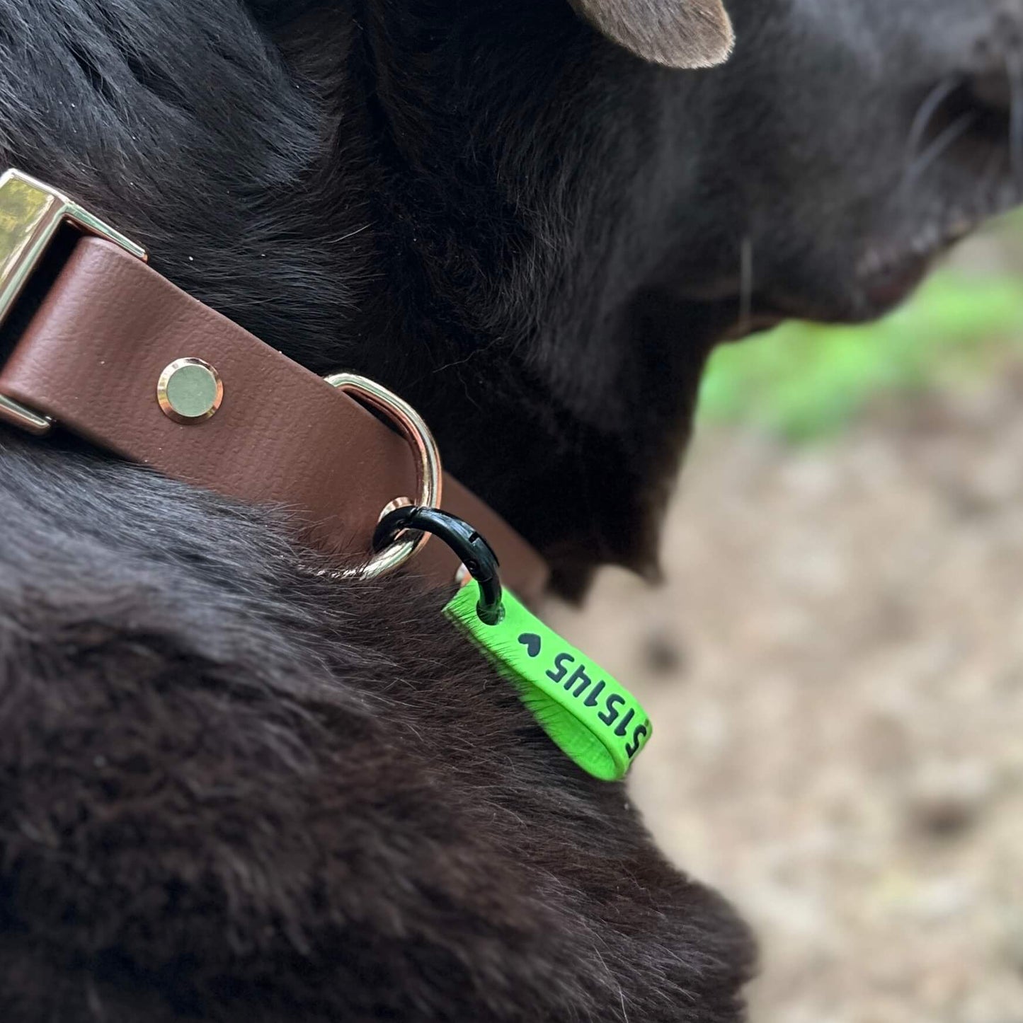 Nahaufnahme eines schwarzen Hundes, der ein braunes Biothane-Halsband mit einer grünen StallSchätze Hunde-Notfallmarke trägt, auf der teilweise "SLUSH" steht. Der unscharfe Hintergrund besteht aus Grünzeug und Erde und hebt das modische Accessoire des Hundes hervor.