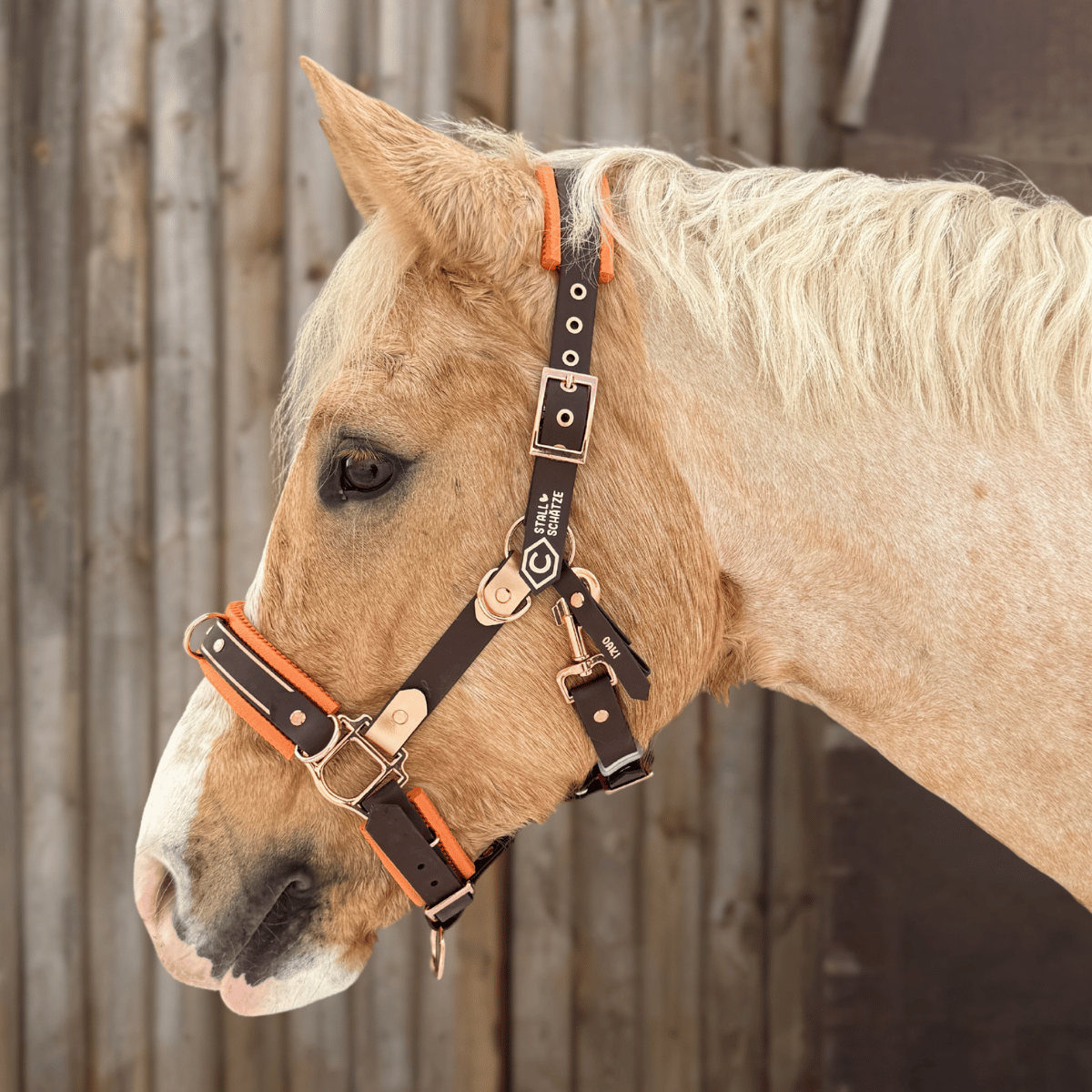 Ein hellbraunes Pferd mit cremefarbener Mähne trägt den HalfterSchatz - das wandelbare Biothane-Halfter von StallSchätze und steht vor einer verwitterten Holzwand.