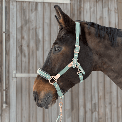 Seitliche Nahaufnahme eines dunkelbraunen Pferdes, das den mintgrünen HalfterSchatz - das wandelbare Biothane-Halfter von StallSchätze mit goldenen Schnallen trägt und an einem Holzzaun steht.