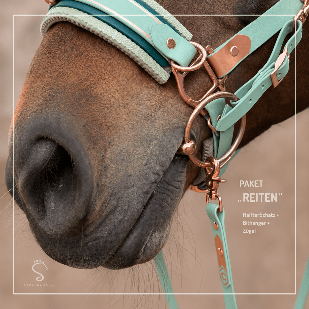 HalfterSchatz – das wandelbare Biothane-Halfter zum Führen, Longieren und Reiten