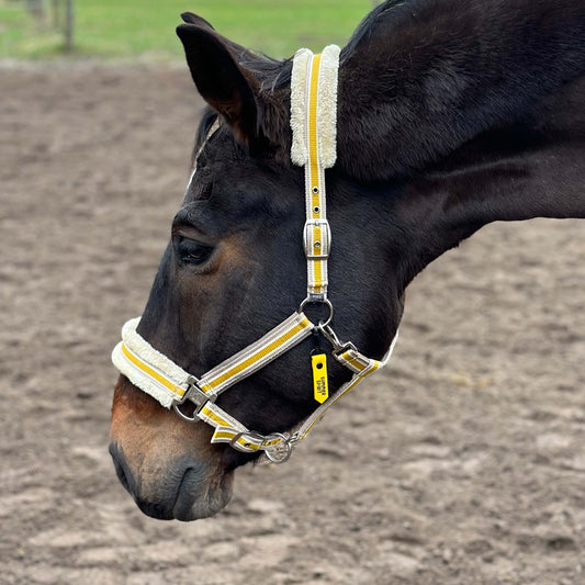 Ein braunes Pferd auf dem Paddock trägt ein gelbes Halfter an dem ein gelber Halfteranhänger angebracht ist.