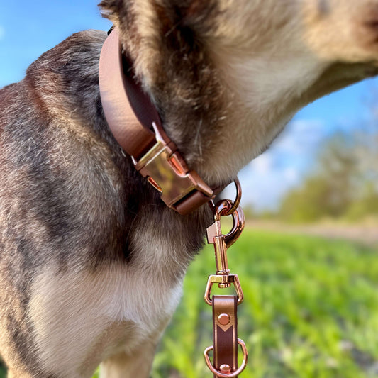 Hundehalsband aus Biothane mit roségoldenen Beschlägen
