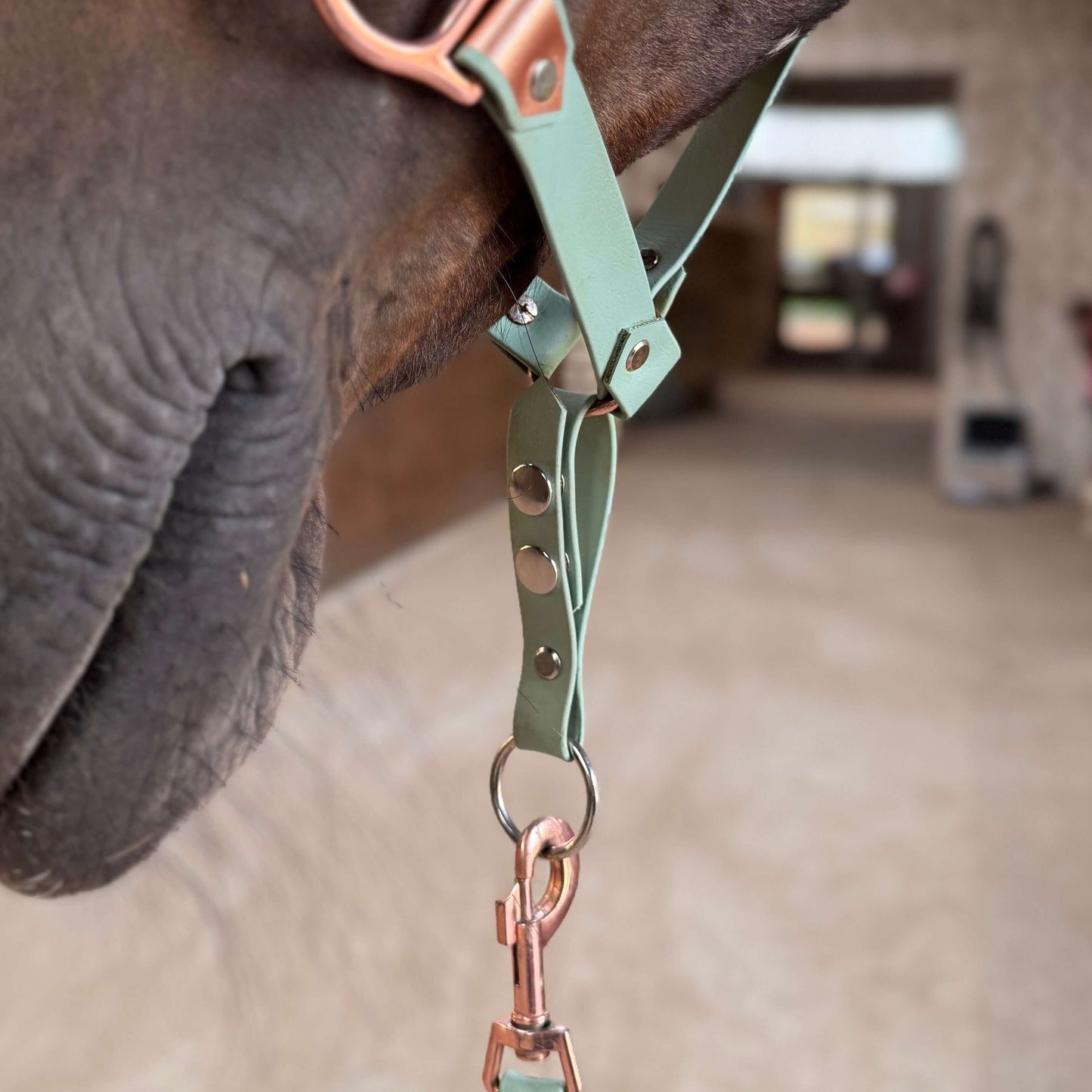 Nahaufnahme der Nase und des Kinns eines Pferdes, das ein Halfter mit der StallSchätze Safety-Schlaufe für Halfter trägt, wobei die Metallbeschläge und Lederriemen zu sehen sind. Der Fokus liegt auf den Schnallen; der Hintergrund ist eine Stallhalle undeutlich.