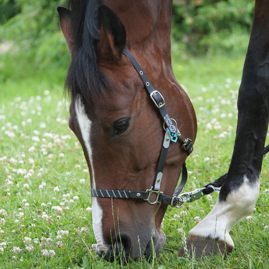 Ein braunes Pferd mit schwarzer Mähne und weißer Blesse grast auf grünem, mit weißem Klee gesprenkeltem Gras und trägt das StallSchätze Biothane-Halfter mit hochwertigen Details.