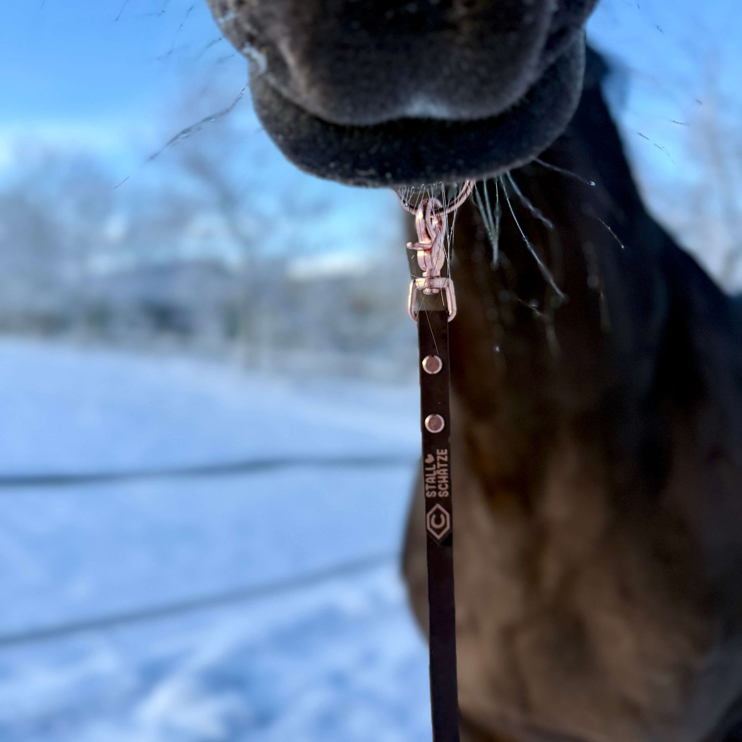 Eine Nahaufnahme der Nase eines Pferdes mit dem StallSchätze Biothane-Longe 8 Meter am Halfter. Im unscharfen Hintergrund sind verschneiter Boden und kahle Bäume zu sehen, ideal für Longieren oder Bodenarbeit.