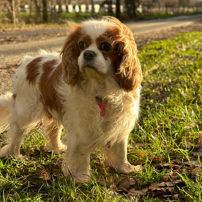 Hunde-Notfallmarke