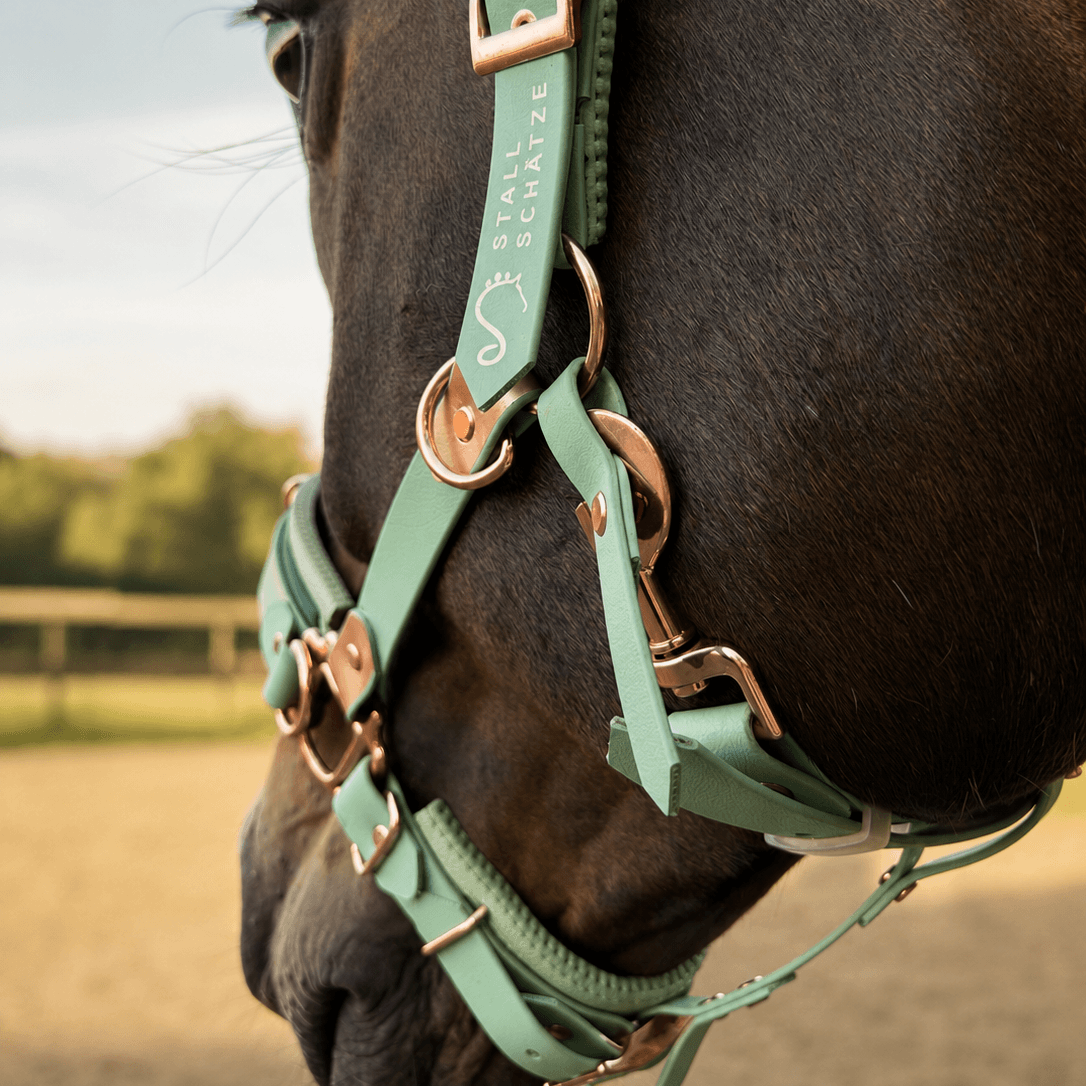 HalfterSchatz – das wandelbare Biothane-Halfter zum Führen, Longieren und Reiten