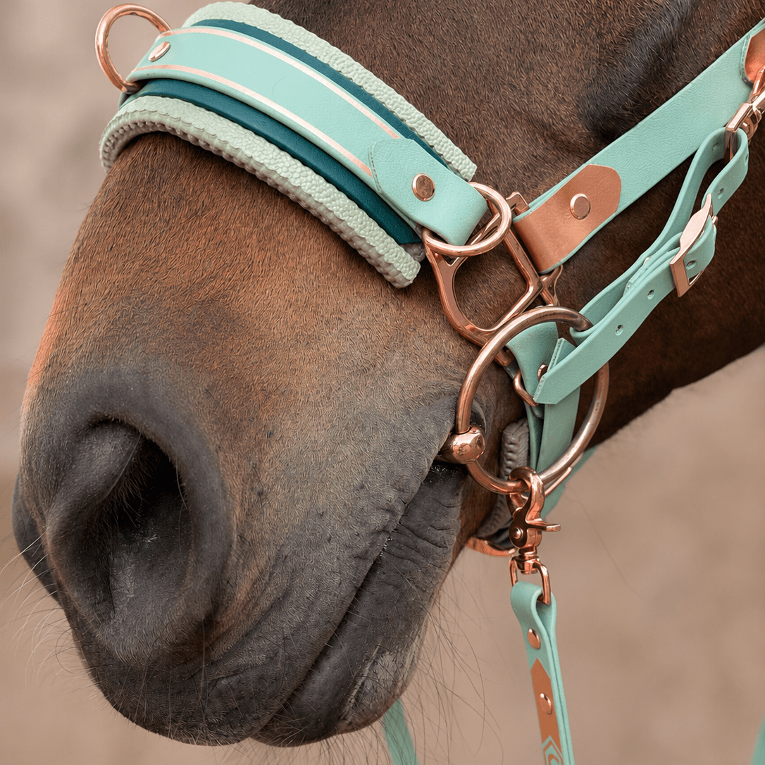 Edle Biothane-Bithanger mit Schnappkarabiner
