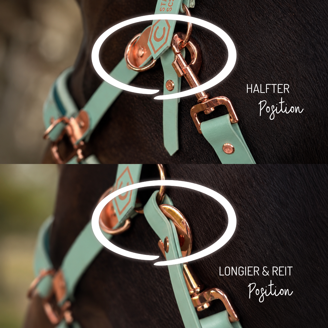 HalfterSchatz – das wandelbare Biothane-Halfter zum Führen, Longieren und Reiten